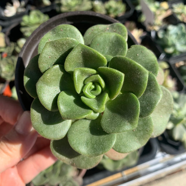 Aeonium Lily Pad 百合莉莉