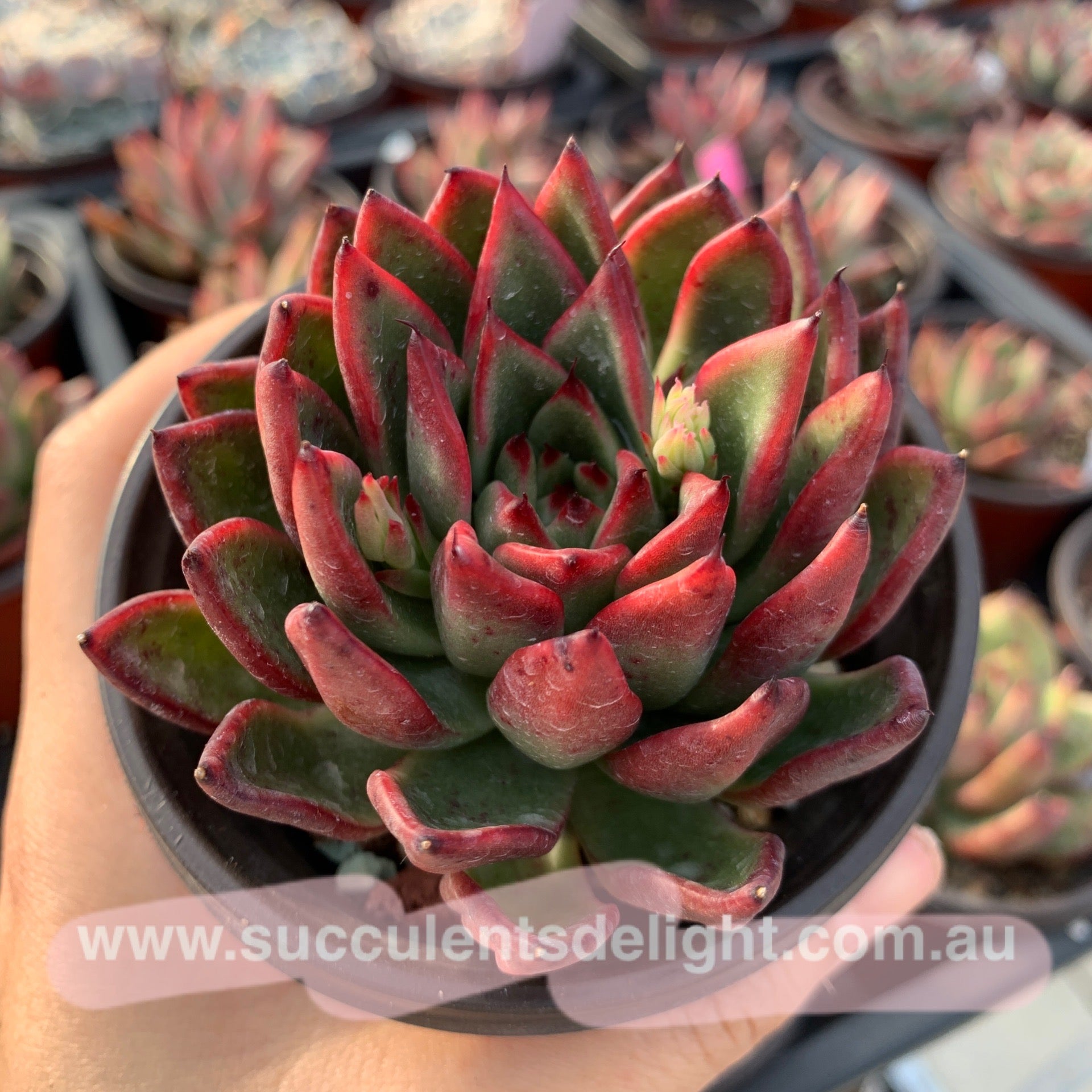 Echeveria Agavoides Red Edge 红边东云