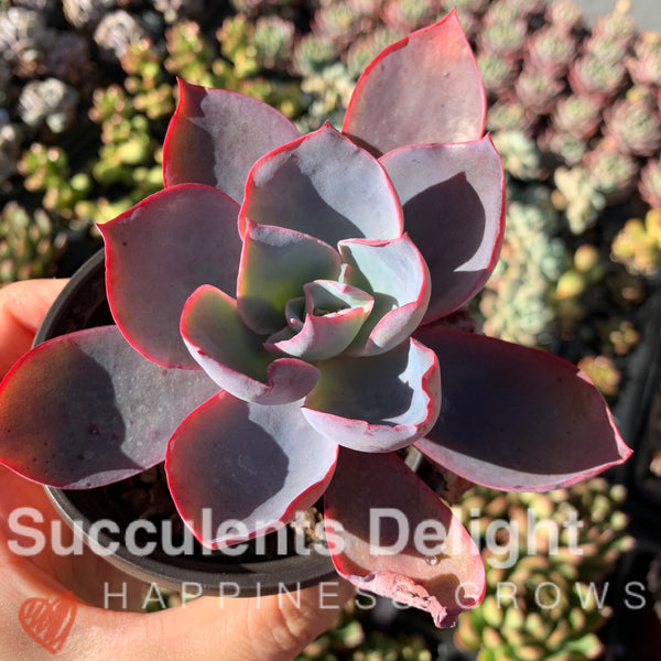 Echeveria Afterglow 晚霞