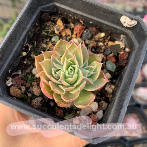 Echeveria Megacalyx 玉壶光