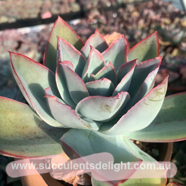 Echeveria subrigida 钢叶莲
