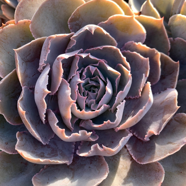 Echeveria Purple Naruto 紫火影