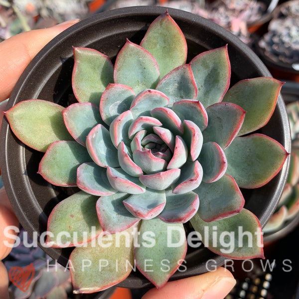 Echeveria Apus 雨燕座