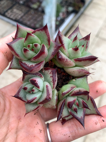 Echeveria Agavoides Ebony (seed grown) 实生乌木