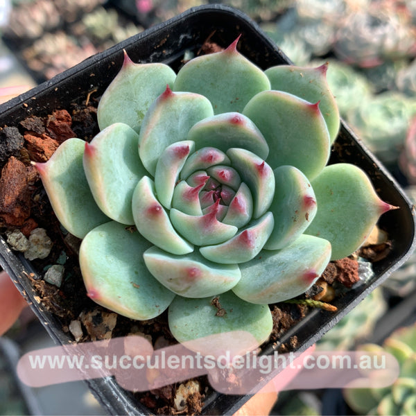 Echeveria Momotaro Peach Boy 桃太郎