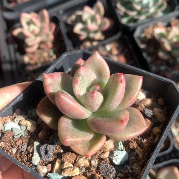 Echeveria Avocado Cream 奶油鳄梨