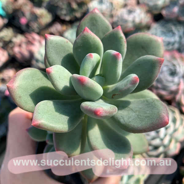 Pachyphytum Dr. Cornelius 青星美人