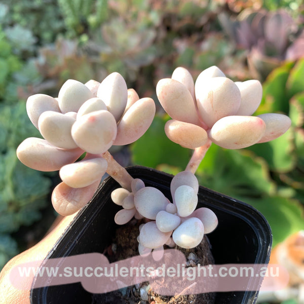 Graptopetalum Ellen 艾伦