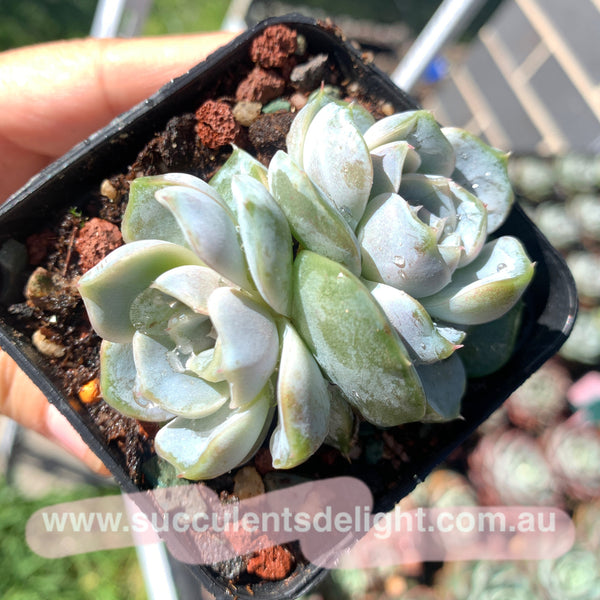 Echeveria Snow Bunny (short leaf form)  短叶雪兔