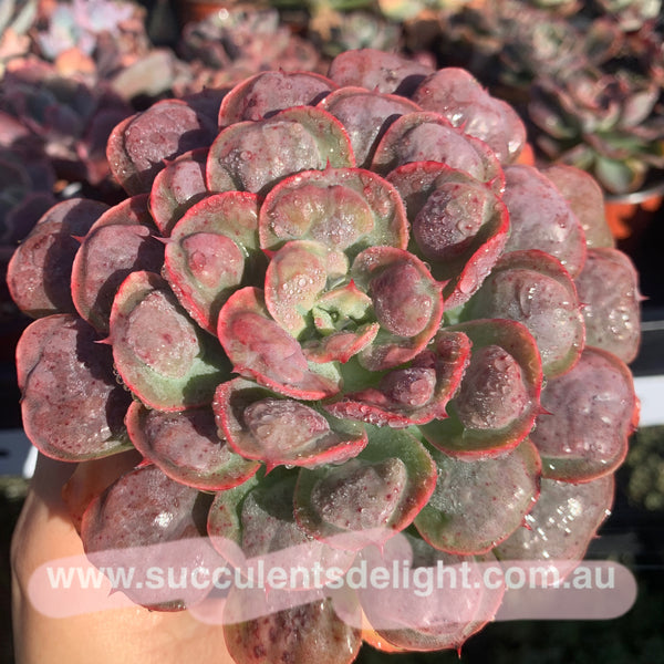 Echeveria Rain Drops 雨滴