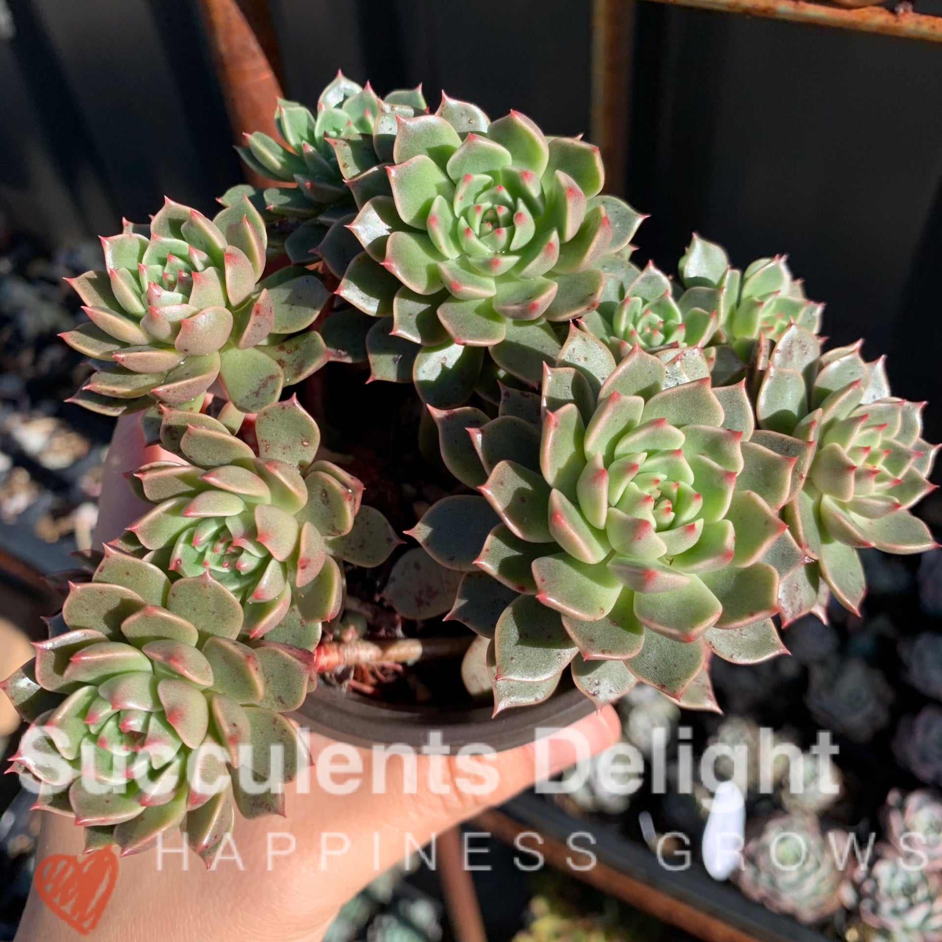Echeveria Olivia ﻿cluster 奥利维亚群– Succulents Delight