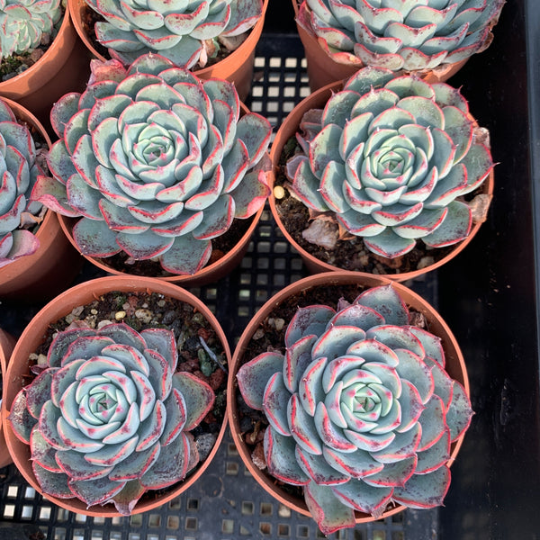 Echeveria Romantic Rose 浪漫玫瑰