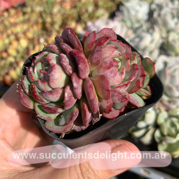 Echeveria the red riding hook 小红姬