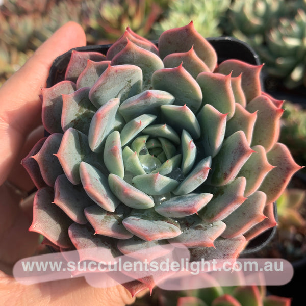 Echeveria Tornado 龙卷风