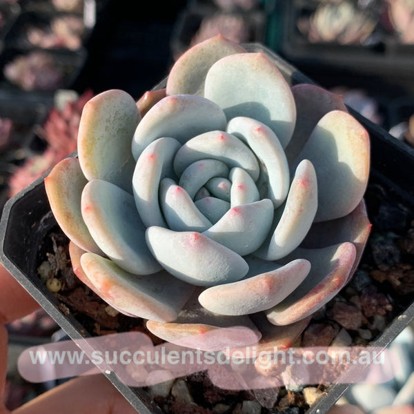 Echeveria Monroe x Lauii 梦雪