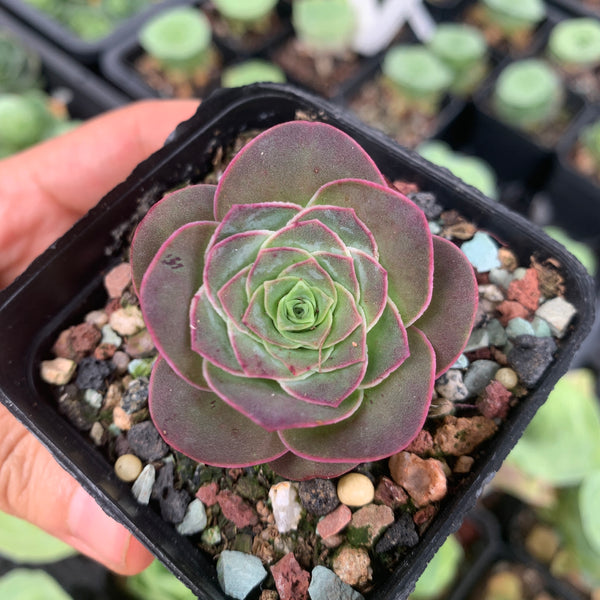 Aeonium Aureum ex El Hierro aka Pink Mountain Rose 耶罗山地玫瑰