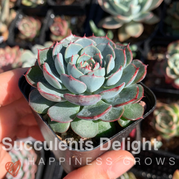 Echeveria Blue Minima 蓝姬莲