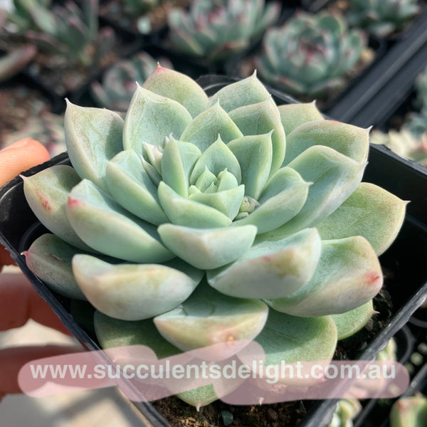 Echeveria Elsa (with dark lines) 艾莎（暗纹系）