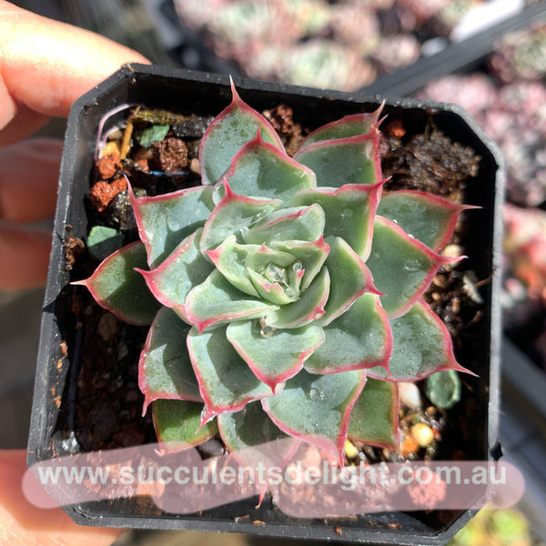 Echeveria Ice Velvet Rose 冰绒玫瑰 - Succulents Delight 2022 New Hybrid