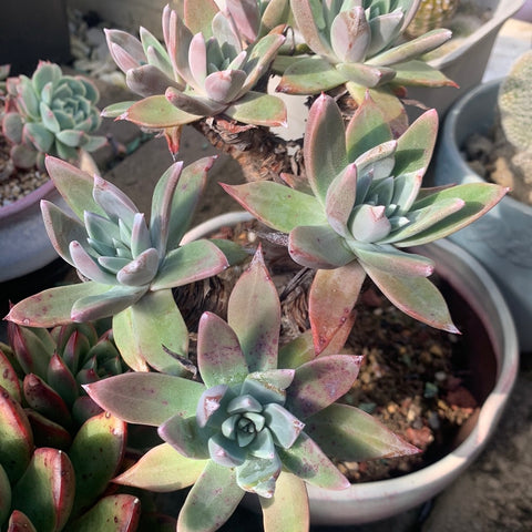 Dudleya farinosa 仙女杯御剑