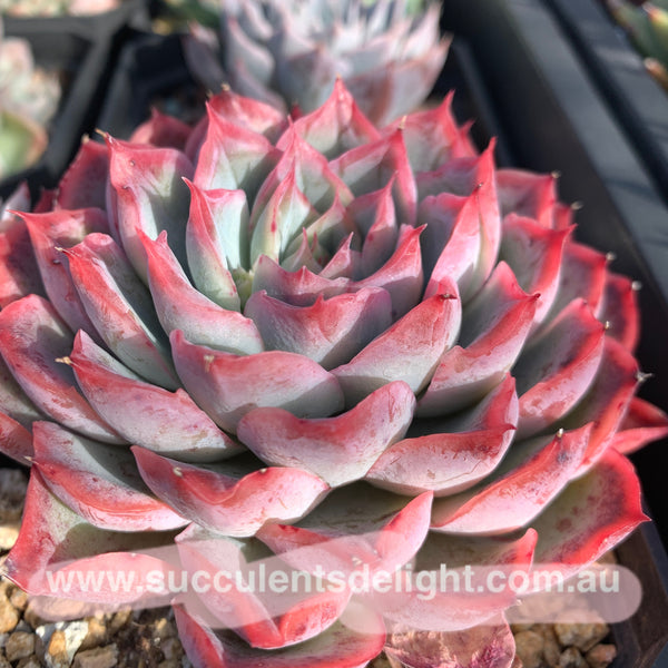 Echeveria Orange Fudge 橘子软糖