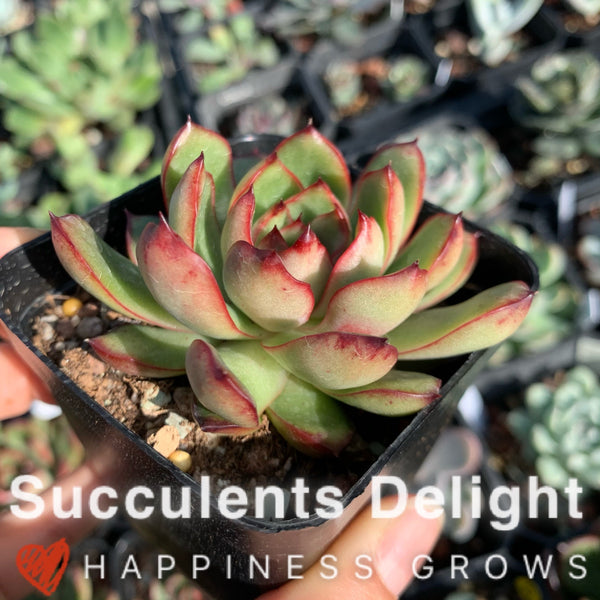 Echeveria Puli-lindsayana 保利安娜