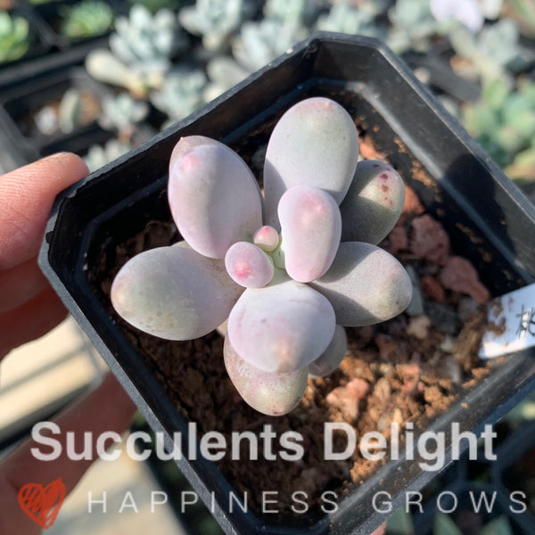 Pachyphytum cv. MOMOBIJIN 桃美人