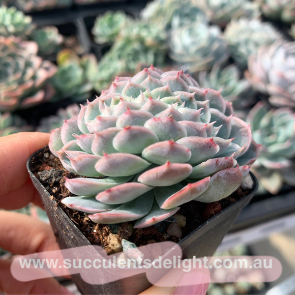 Echeveria Elegans Athena Crest 月影雅典娜缀化