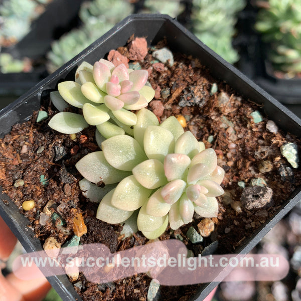 Graptopetalum mirinae variegata 姬秋丽锦