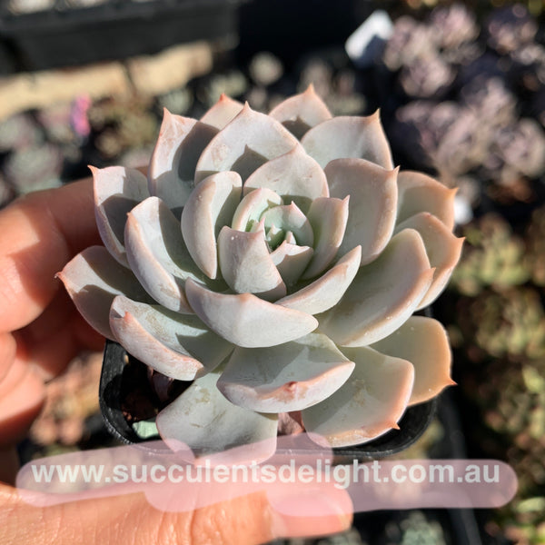 Echeveria peacockii subsessilis 皮氏蓝石莲