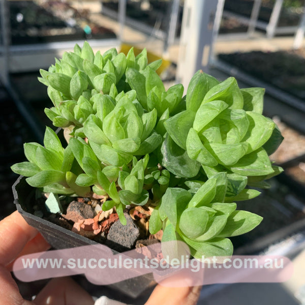 Haworthia cymbiformis var obtusa 草玉露