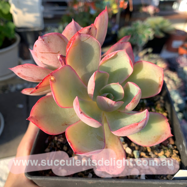 Echeveria White Rose 白玫瑰