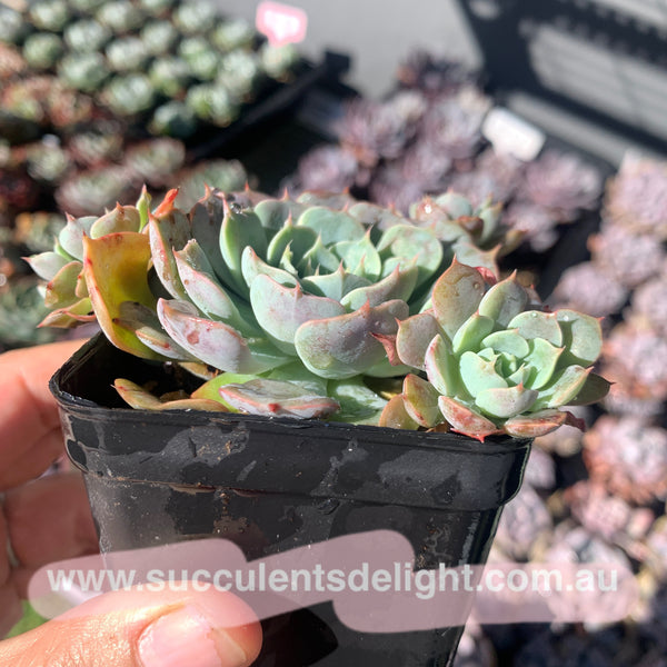 Echeveria Polka 波尔卡