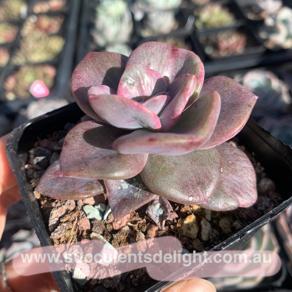 Graptoveria Bainesii silky variegata 厚叶旭鹤拉丝锦