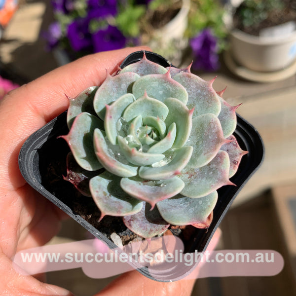 Echeveria Polka 波尔卡