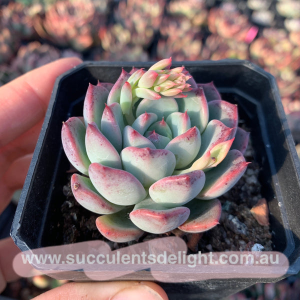 Echeveria Chantelle 粉仙黛