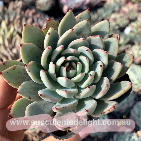 Echeveria Peter Pan 小飞侠 Succulents Delight  New Hybrid