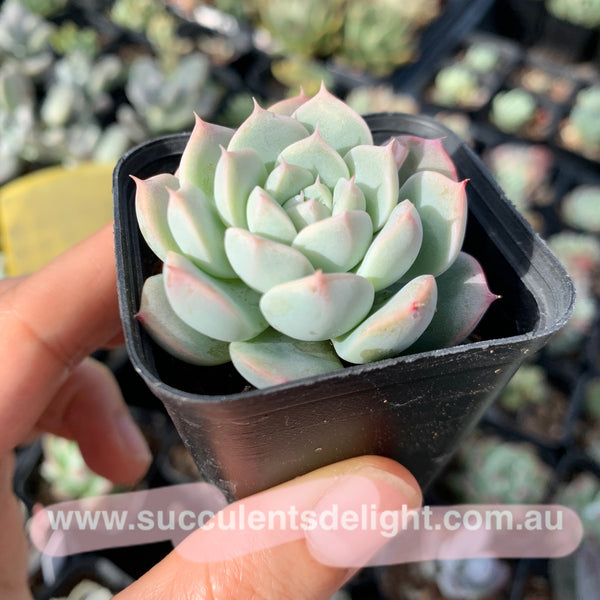 Echeveria Strawberry and Cream 奶油草莓