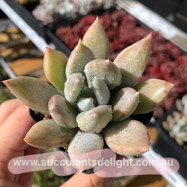 Echeveria Snow Queen 白雪女王