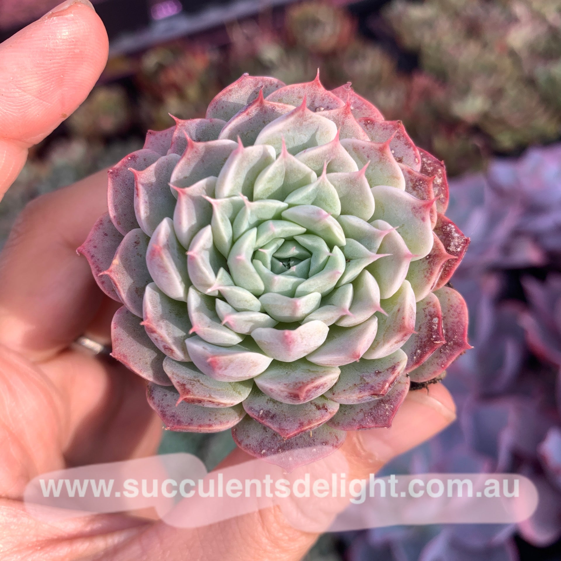 Echeveria Alba Mini hybrid eyelash  长睫毛阿尔巴美妮杂