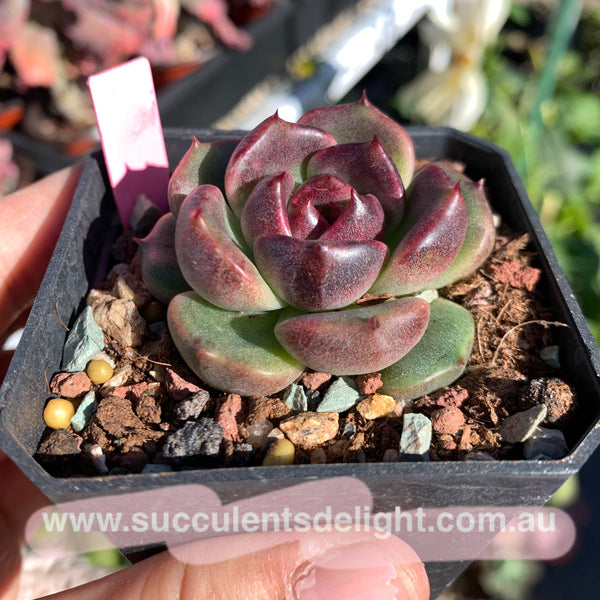 Echeveria Sweet Confession 甜蜜告白 Succulents Delight New Hybrid