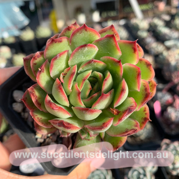 Echeveria Lingzhi 灵芝