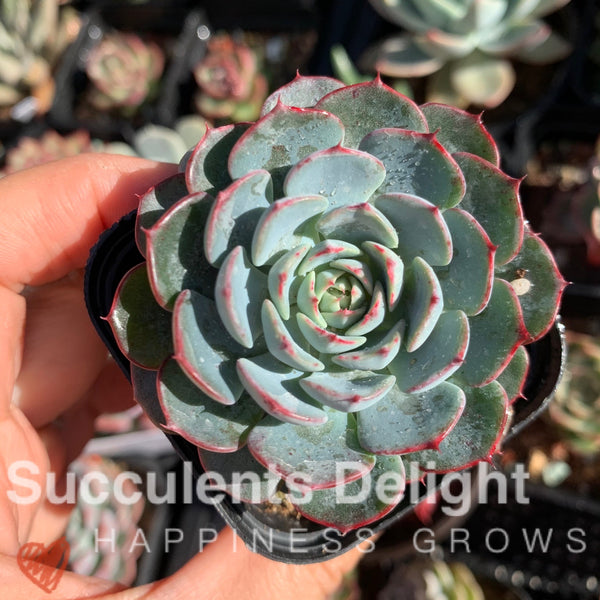 Echeveria Blue Minima 蓝姬莲