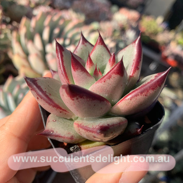 Echeveria Agavoides Love Story 爱情故事