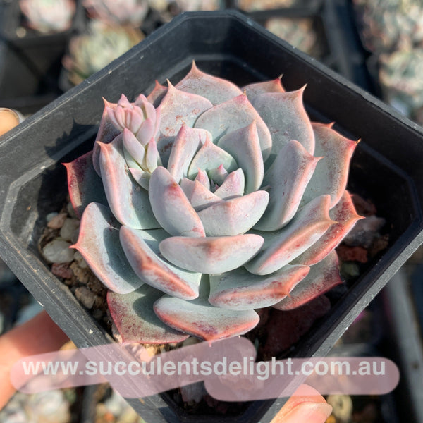 Echeveria Tornado 龙卷风