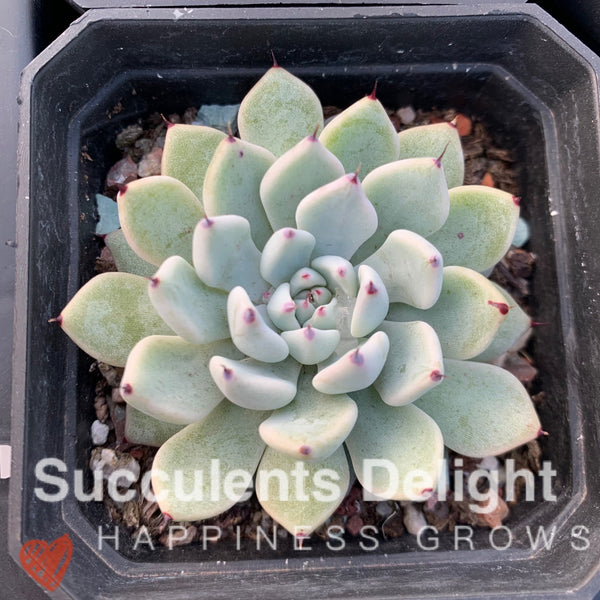 Echeveria Joyful