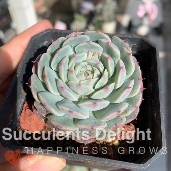 Echeveria Sandwich Cake 千层糕