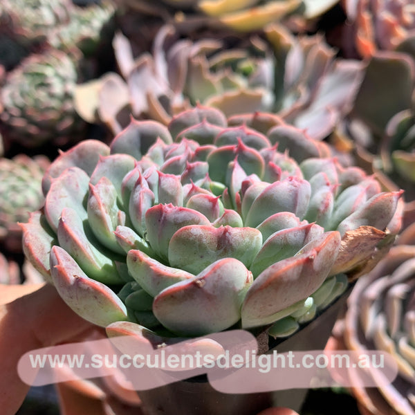 Echeveria Tuxpan Pinwheel X Alba Mini Mutation 纸风车美妮变异