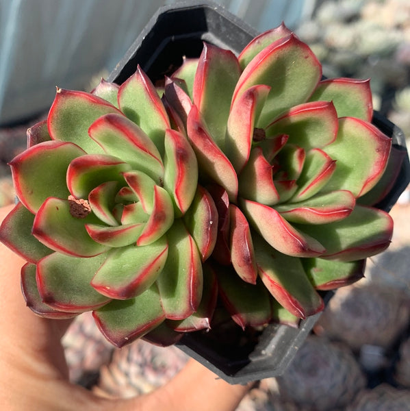 Echeveria Puli-lindsayana 保利安娜