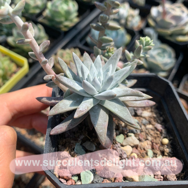 Dudleya greenei/white sprite 白菊